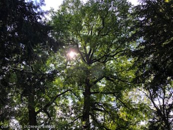 Englischer Garten mal anders